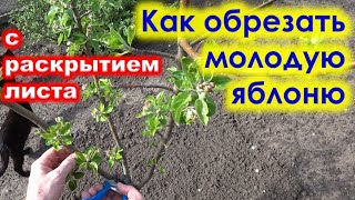 Как проводится ОБРЕЗКА МОЛОДОЙ ЯБЛОНИ с распусканием листьев