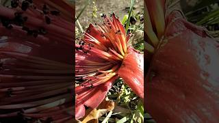 Bombax ceiba flower | cotton tree flower #shorts #youtubeshorts #cottontree #bombaxceiba #flowers