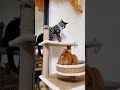 Gatos engraçados - Gatos fofos - Curiosidades de gatos - Gatos a miar - Mavros gatos #Shorts