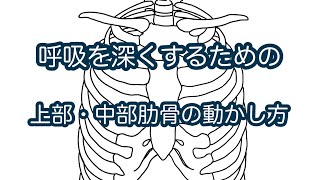 呼吸を深くするための上部・中部肋骨の動かし方をわかりやすく解説