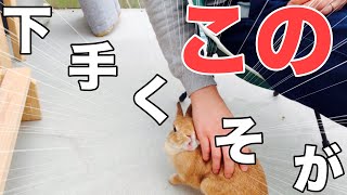 撫で方が気に食わないと怖い顔して怒るうさぎ #715