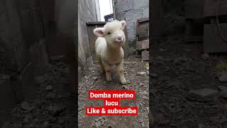 domba merino #lucu #fyp