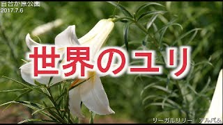 百合をたずねて＿百合が原公園