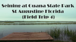 Seining in St Augustine Florida