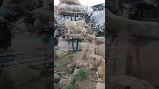 もう春☁⑯ホワイトライオン・白獅子・セラムくん・リズムちゃん💛White_Lion・・・沖縄こどもの国・Okinawa Zoo \u0026 Museum(20220404)