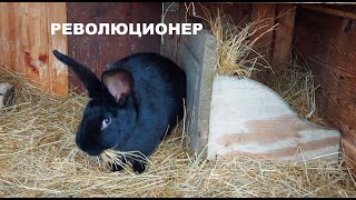 КРОЛЬЧИХА СТРОИТ ГНЕЗДО🐇КРОЛИКИ🐰ДЕРЕВНЯ💒🏡ГЕРМАНИЯ