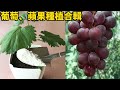 葡萄、蘋果種植合輯 | Grape and apple planting collection