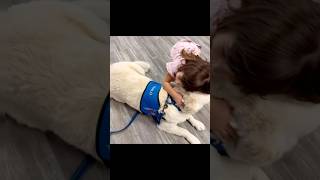 Halo at the Summer reading bash #therapydog #goldenretriever 