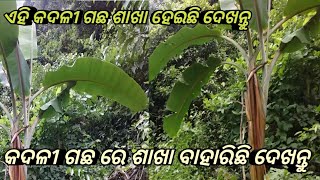 କଦଳୀ ଗଛ ଶାଖା ହେଇଛି ଦେଖନ୍ତୁ ଆଶ୍ଚର୍ଯ୍ୟ ହୋଇ ଯିବେ #quotes #motivational