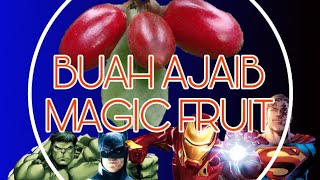 BUAH AJAIB @MAGIC FRUIT