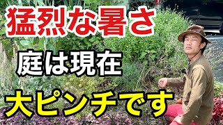 【夏の植物管理】猛暑で植物が枯れてしまったら。　　　　　　　【カーメン君】【庭リフォーム24】【ガーデニング】【初心者】