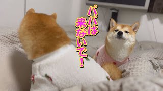 パパの寝床を占領して動かない、かわいい豆柴兄妹❤