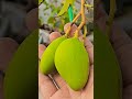 আমার ছাদের গ্রীষ্মকালীন কিছু ফল 😍 rooftopgarden chadbagan fruits