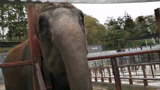 ミッキー♡朝の挨拶♡おはよう♡　市原ぞうの国