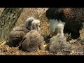 decorah eagles 4 24 20 1 45 pm mom brings grass dm2 brings fish mom feeds