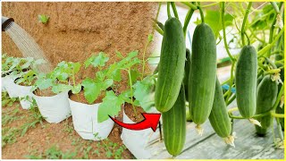 Grow CUCUMBER Like a Pro at Home in 30 Days