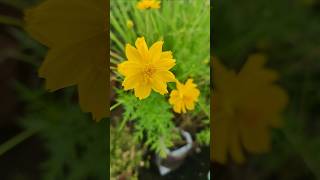 Yellow cosmos flower #art #music #garden #plantpots #flowers #flowergarden #flower