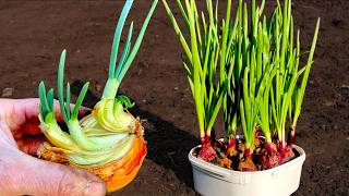 🧅Growing Seedless ONIONS in Small Spaces