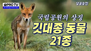 국립공원 깃대종 동물 21종