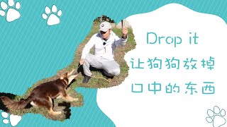 让狗狗放掉口中的东西，drop it初级训练