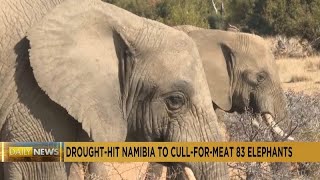 Namibia to cull over 700 wild animals, including 83 elephants