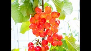 サクランボ狩り　宮本農園　Cherry Picking at Yamanashi Japan [4K60p]