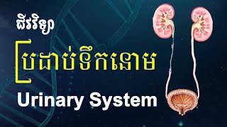 Urinary System-ប្រដាប់ទឹកនោម