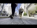 アクシデント 掃除機をついに破壊する大型犬 ゴールデンレトリバーの子犬ティト。