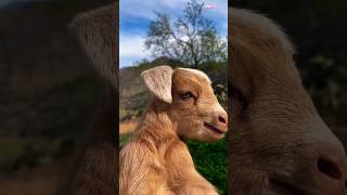 cute goat baby | goat sound #shorts #animals #goat #cuteanimals #animallover #animalshorts #cute
