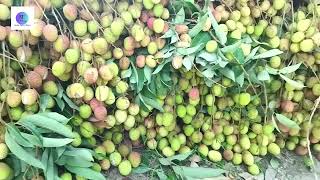 লিচু কিনুন সস্তায়, লিচু, lychee fruit, lychee garden, lychee, litchi