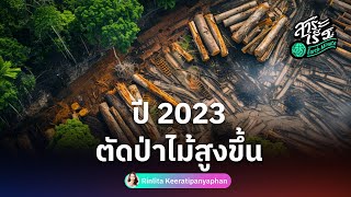 สาระเร็ว : ปี 2023 ตัดป่าไม้สูงขึ้น