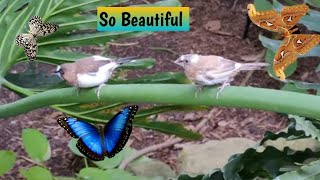 Beautiful Tropical Gardens with Fluttering Butterflies and Exotic Birds