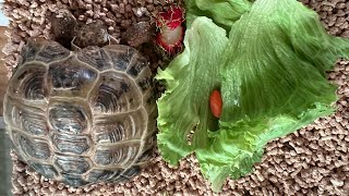 ロシアリクガメのカメコが生まれて初めてランブータンを食べました。