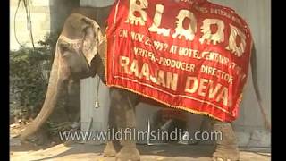 An elephant at the mahurat of Bollywood's shelved movie 'Blood'