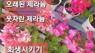 오래된 제라늄 웃자란 제라늄 회생시키기♡