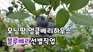 모닝팜 엉클베리하우스 블루베리 선별 영상