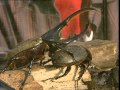 Download C'est pas sorcier -HANNETONS, COCCINELLES ET SCARABEES : LES COLEOPTERES In Mp4 3Gp Full HD Video