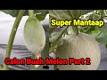 Cara pemilihan buah melon Part 2