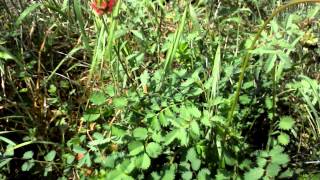 Salad Burnet