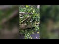 uprooted trees scattered across milan after thunderstorms ripped across city