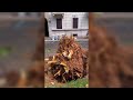 uprooted trees scattered across milan after thunderstorms ripped across city