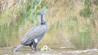 加茂町白髪頭のカワウではなく婚姻色のカワウ