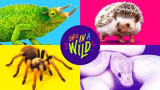 Introducing Once in a Wild, a one-of-a kind mobile zoo!