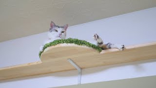 キャットウォークの丸型まったりスポットを発見した三毛猫姉さん