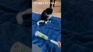 保護189日目下半身麻痺子猫あいかなちゃん、コロコロに興味津々！10匹の猫とビーグル犬2024/12/24#下半身麻痺猫