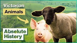 Why Farm Animals Were So Important To Victorians | Victorian Farm | Absolute History