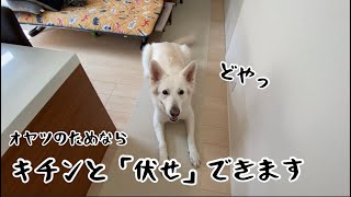 【ホワイトシェパード】れおの毎日　おやつをもらうためには伏せをします。【おやつ】