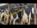 milking cows and doing chores. winter farming in Wisconsin