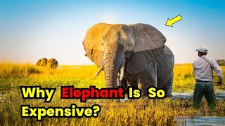 Why Elephants Are So Expensive?