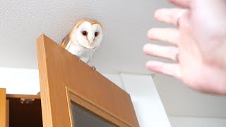 家に帰りたくないフクロウvs帰ってほしい飼い主